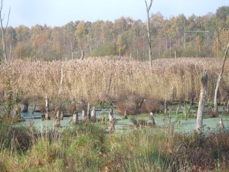 De Peel : Kanaalweg, Moorlandschaft, Herbstimpressionen